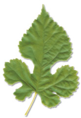 Hoja de morera